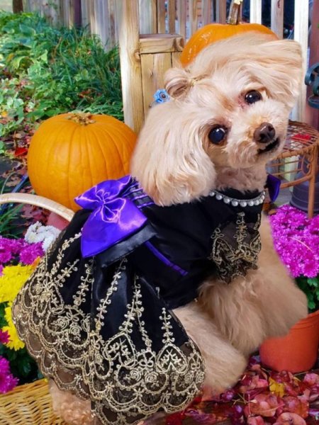 画像6: ハロウィンワンピース　ブラック&Goldスカラップレース (6)