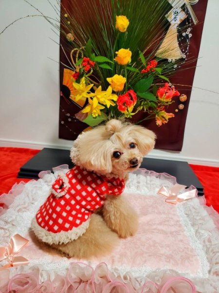 画像7: チェックニットボアコート (7)