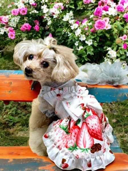 画像6: 苺オフホワイトワンピース  (6)