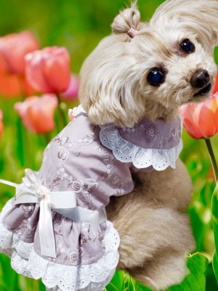 画像6: ばら刺繍レースワンピース 　モスピンク (6)