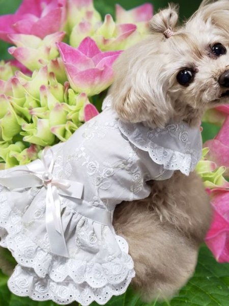 画像6: ばら刺繍レースワンピース 　オフベージュ (6)