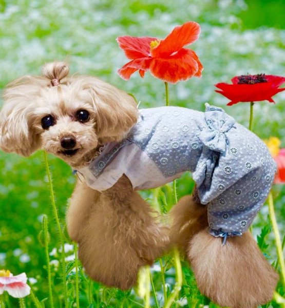 画像18: サークルレースワンピース/オールインワン  (18)