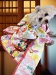 画像8: 犬服/猫服　晴れ着　京・金彩友禅　雪輪牡丹蝶文　振袖スタイル　お引きづり/通常着丈選択可能 (8)