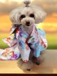 画像12: 犬服/猫服　晴れ着　京・金彩友禅  石畳花手毬　振袖スタイル　お引きづり/通常着丈選択可能 (12)
