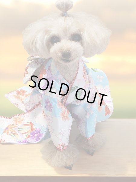 画像12: 犬服/猫服　晴れ着　京・金彩友禅  石畳花手毬　振袖スタイル　お引きづり/通常着丈選択可能 (12)