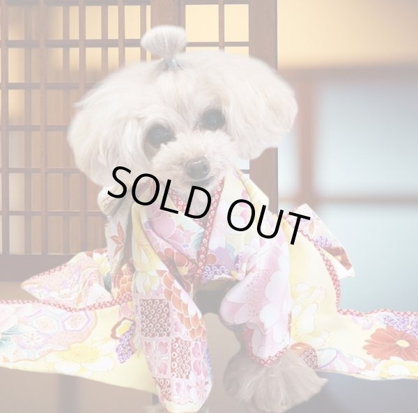 画像7: 犬服/猫服　晴れ着　京・金彩友禅　雪輪牡丹蝶文　振袖スタイル　お引きづり/通常着丈選択可能 (7)
