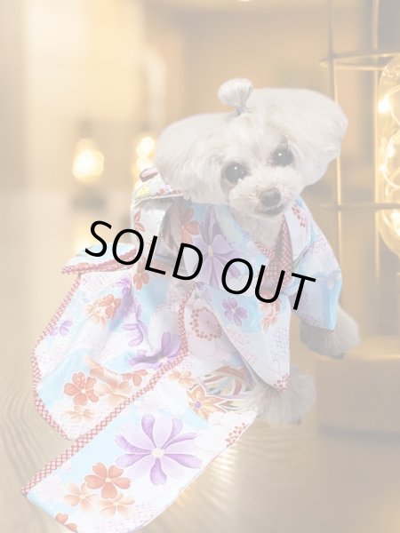 画像11: 犬服/猫服　晴れ着　京・金彩友禅  石畳花手毬　振袖スタイル　お引きづり/通常着丈選択可能 (11)