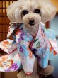 画像9: 犬服/猫服　晴れ着　京・金彩友禅  石畳花手毬　振袖スタイル　お引きづり/通常着丈選択可能 (9)