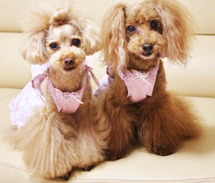 ベビーピンク薔薇柄girlishワンピース D W Bambino ベビーピンク薔薇柄girlishワンピース D W Bambino